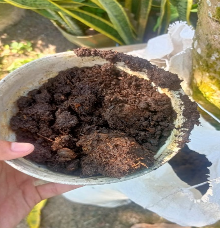 Hasil pembuatan pupuk tangkos yang siap digunakan (Nengah Suastike)