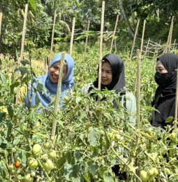 Kebun dapur