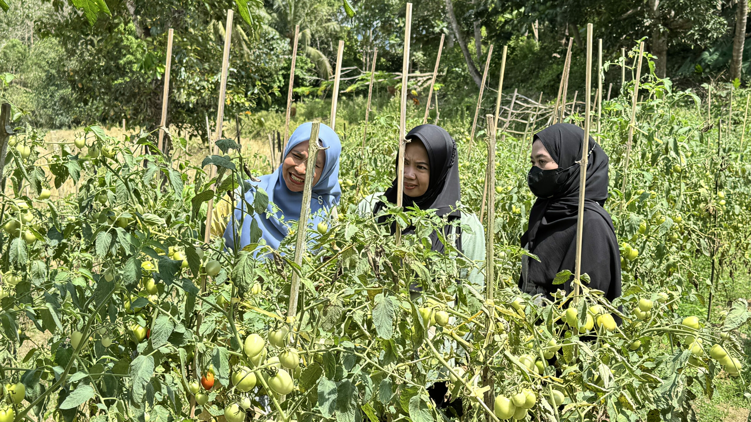 Kebun dapur